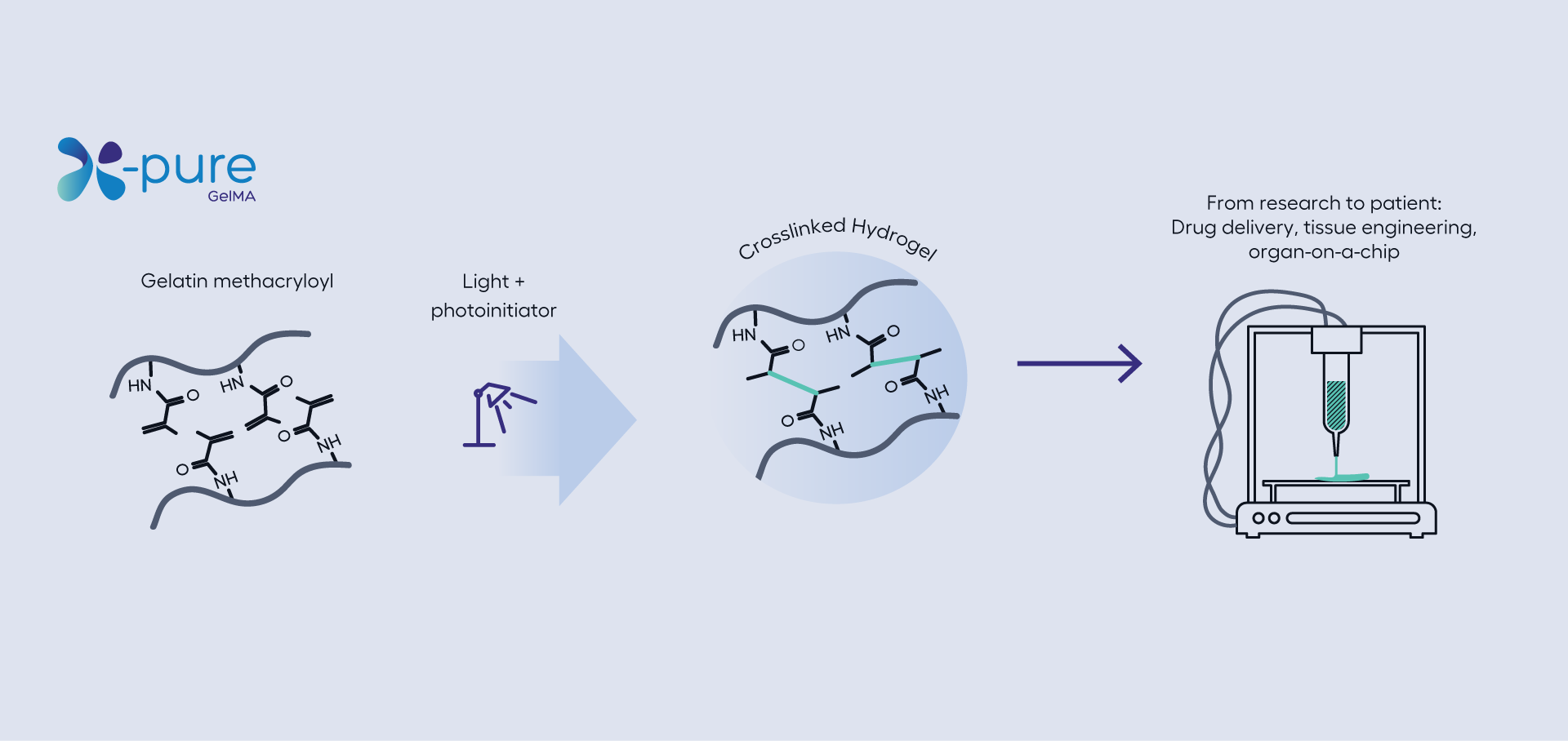 x-pure-gelma-crosslinked-hydrogel.png