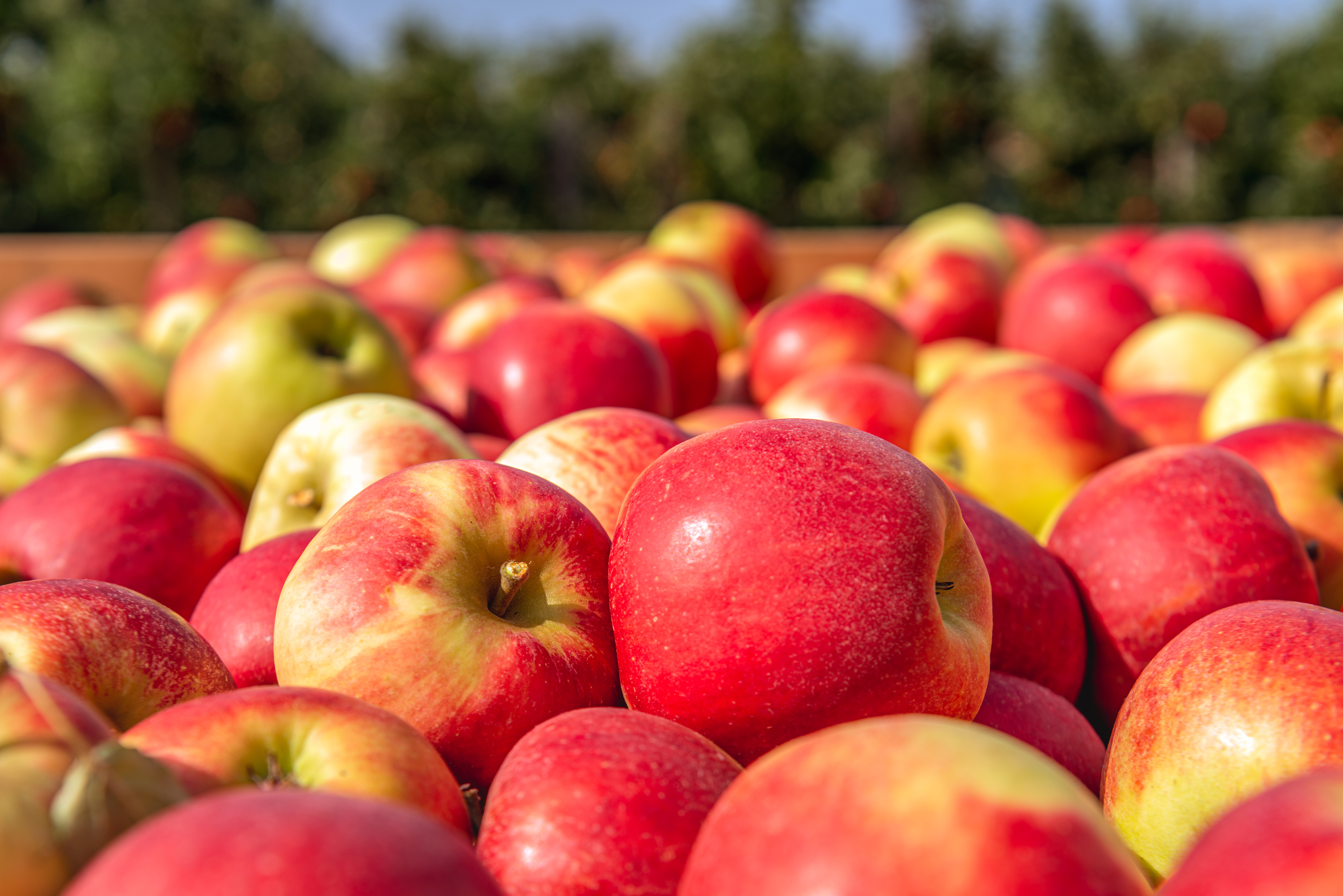 Apples