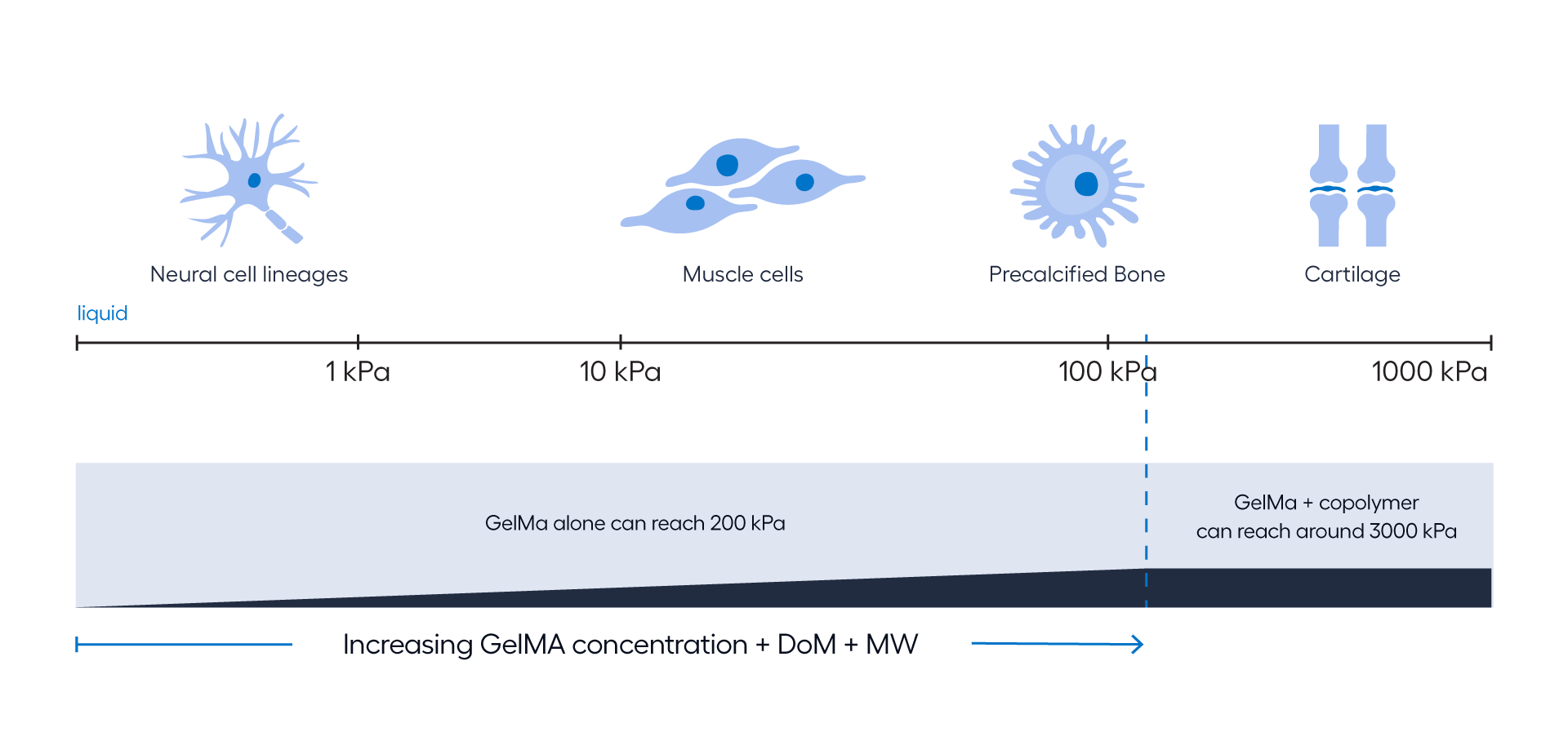 csm_GelMa for different cells_2d00e4b414.png