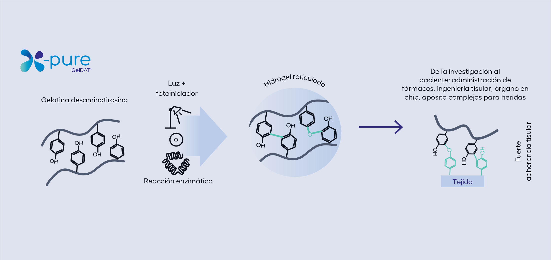 xpure-geldat-crosslinked-hydrogel-ES