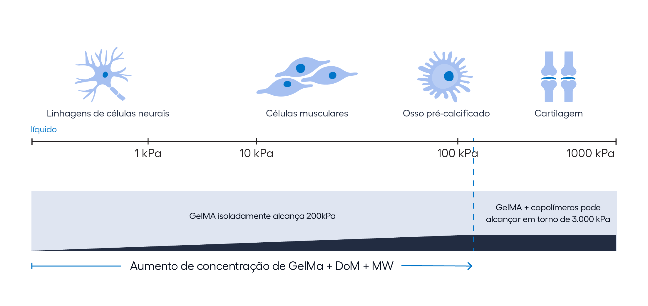 GelMa for different cells-PT